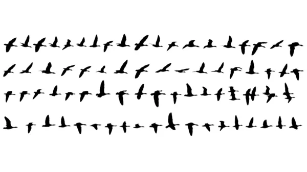 77 Silhouettes of flying Geese — Stock Image 77 Silhouettes of flying Geese Stock Picture