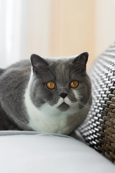 British Shorthair Cat in the Bedroom — Stock Photo, Image