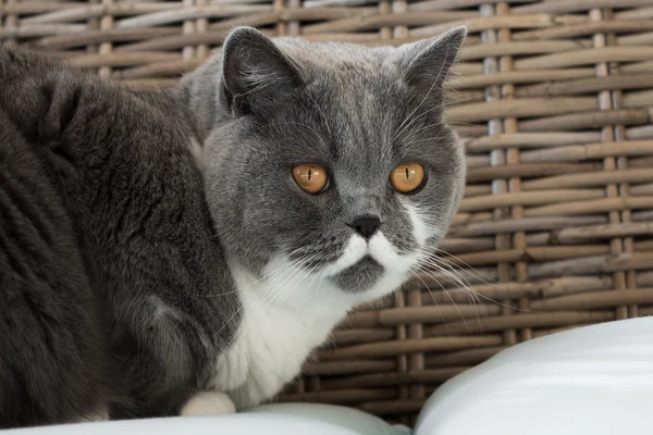 British Shorthair Cat in camera da letto — Foto Stock