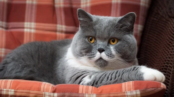 椅子の上のブリティッシュショートヘアの猫 — ストック写真