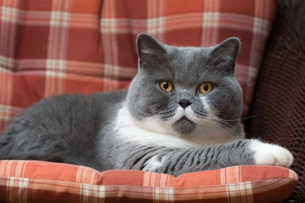 British Shorthair Cat sulla sedia — Foto Stock