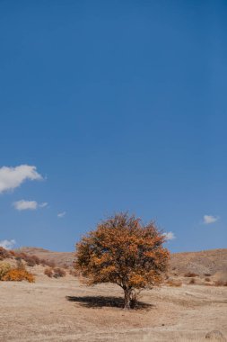 Issız bir çayırdaki yalnız güzel ağaç mavi gökyüzü ve bulutların arka planında