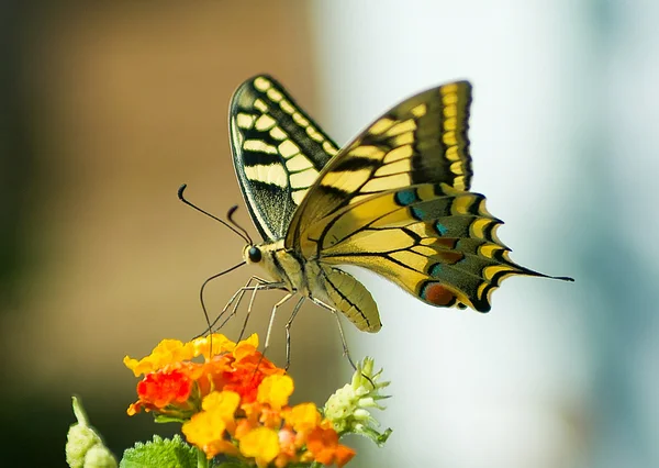 Butterfly on lantana — Stock Photo, Image