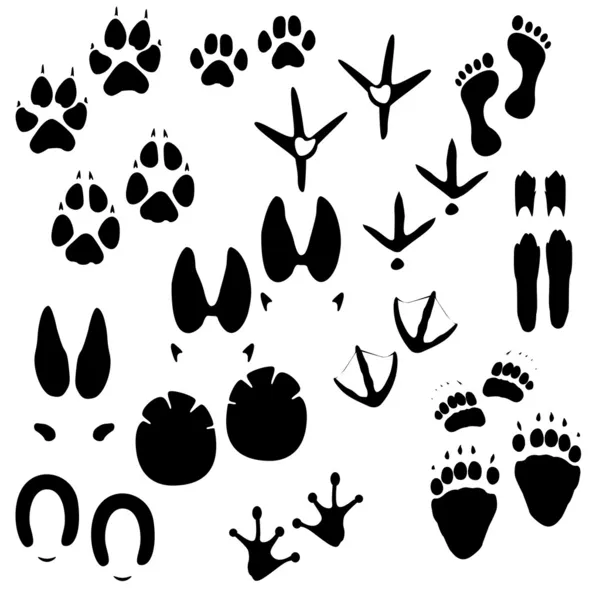 Traces of man, animals and birds — Stock Vector