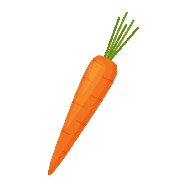 Carrot Whole Vegetable Vector Illustration — Stock Vector