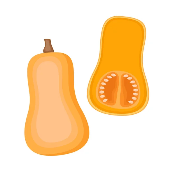 Butternut Pumpkin Whole Vegetable Half Vector Illustration — Stock Vector