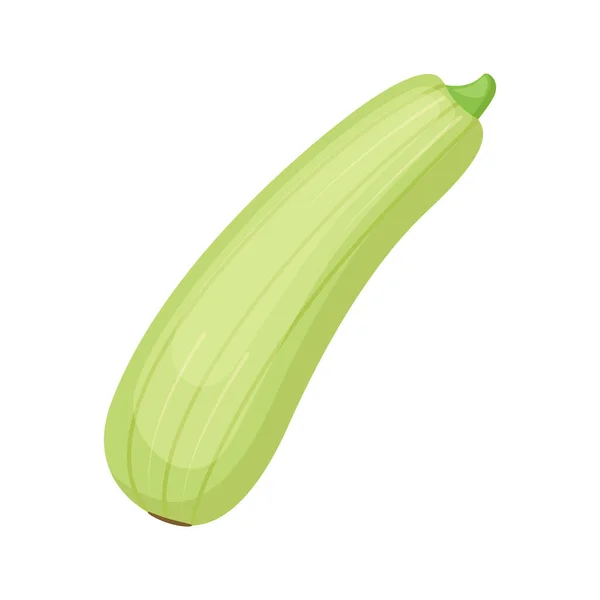 Zucchini Marrow Vegetable Vector Illustration — Stock Vector