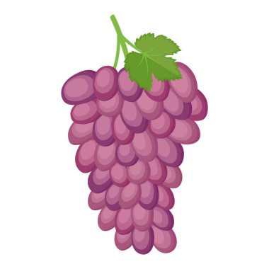 Mor üzüm demeti, vektör illüstrasyon