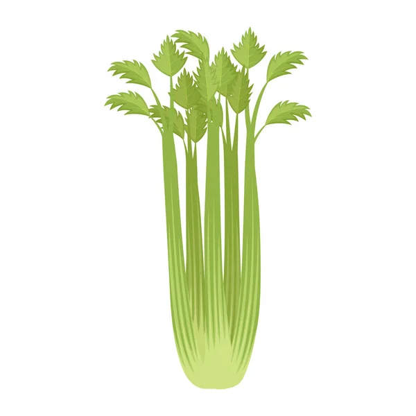 Celery Stalks Healthy Eating Harvest Vegetable Vector Illustration — Vector de stock