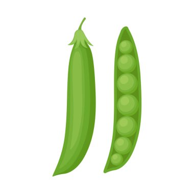 Yeşil bezelye, yakın ve açık kabuk, vektör illüstrasyonu