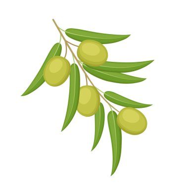 Beyaz arka planda izole edilmiş dalda yeşil zeytin. Vektör illüstrasyonu