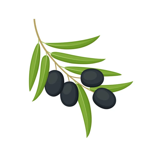 Olives Noires Sur Branche Isolée Sur Fond Blanc Illustration Vectorielle — Image vectorielle