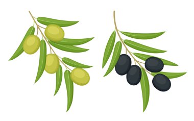 Siyah ve yeşil zeytin. Beyaz arka planda izole edilmiş zeytin dalları. Vektör illüstrasyonu