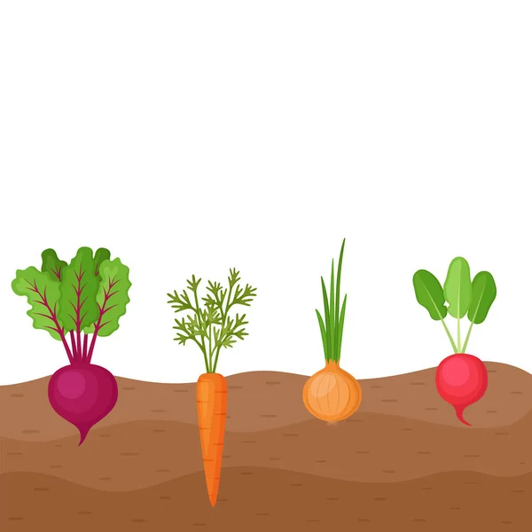 有機野菜ビートルート ニンジン タマネギ 大根が地面に成長し 野菜のパッチで成長する根 ベクターイラスト — ストックベクタ