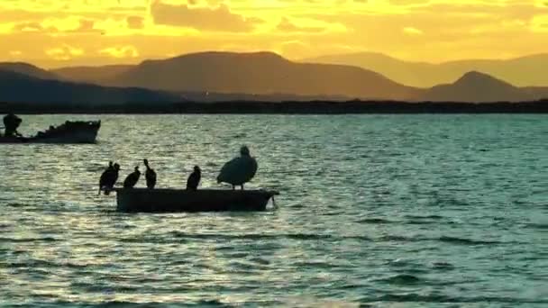 Boot en de vogels in de zonsondergang — Stockvideo