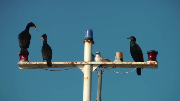 Cormoranes y el poste de la nave — Vídeo de stock