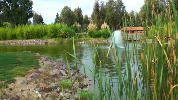 Lago en el parque — Vídeos de Stock