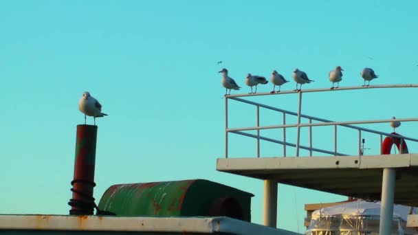 Чайки на корабельном полюсе — стоковое видео