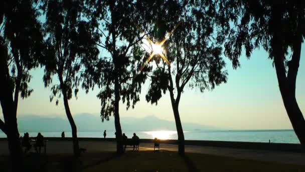 Baum und Sonnenuntergang — Stockvideo