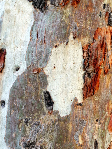 Holzrindenstruktur — Stockfoto