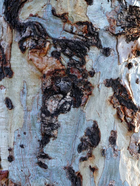 木の樹皮のテクスチャー — ストック写真