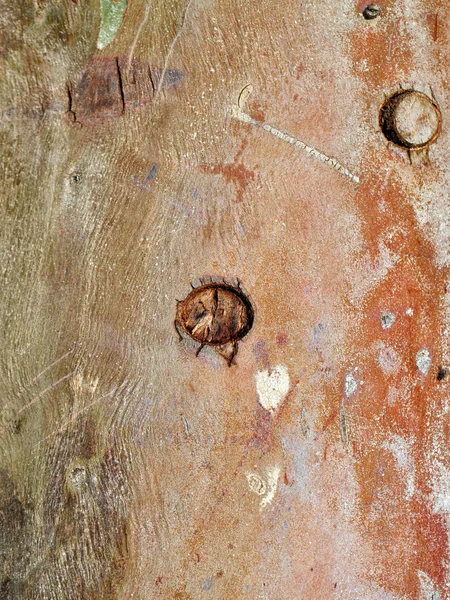 木の樹皮のテクスチャー — ストック写真
