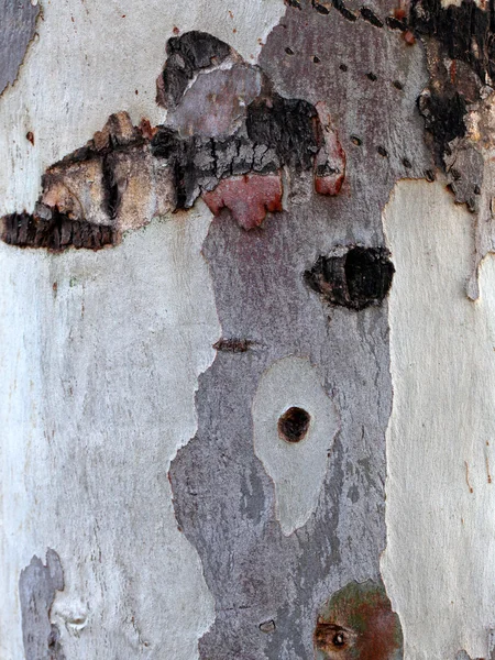 Wood Bark Texture — Stock Photo, Image