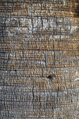 Ağaç kabuğu dokusu