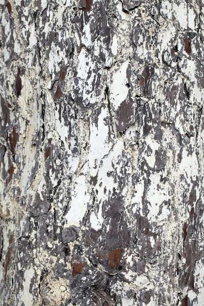 Tree Bark Texture — Stock Photo, Image