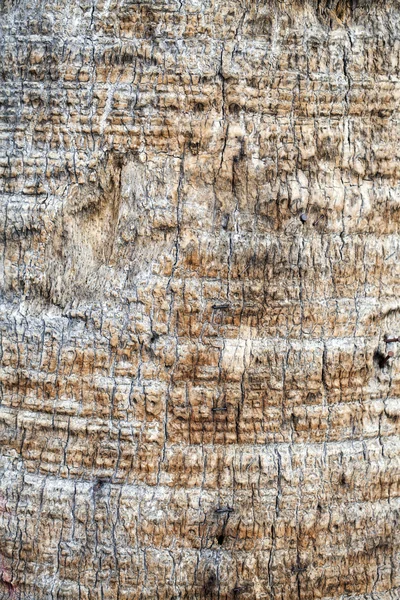 Tekstura kory drzewa — Zdjęcie stockowe