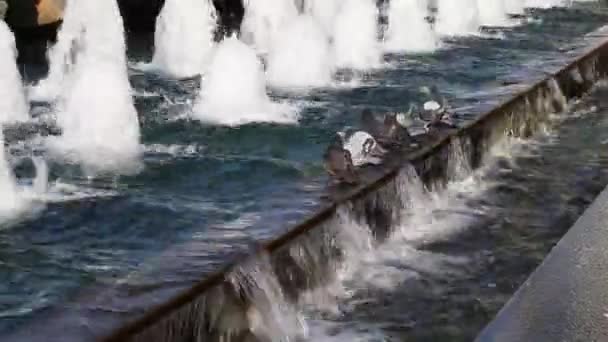 Palomas cerca de la piscina de agua — Vídeos de Stock