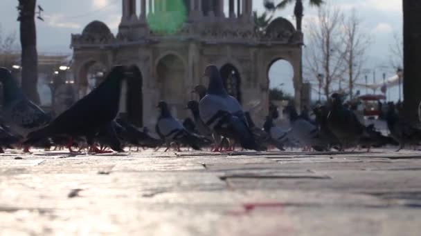 Palomas. — Vídeos de Stock