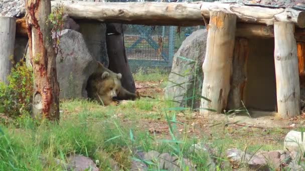 Медведь в парке — стоковое видео