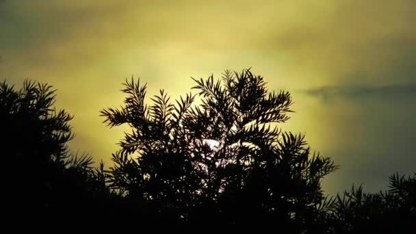 strom a západ slunce