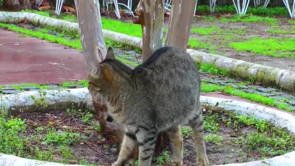 Cat and the Tree — Stock Video