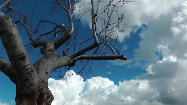 Boom en de wolken time-lapse — Stockvideo