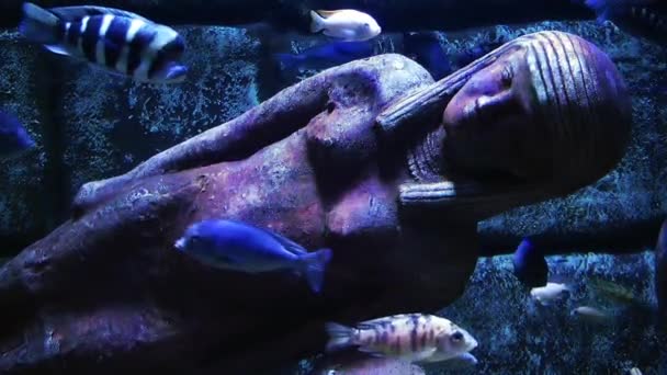 Oud standbeeld in aquarium — Stockvideo