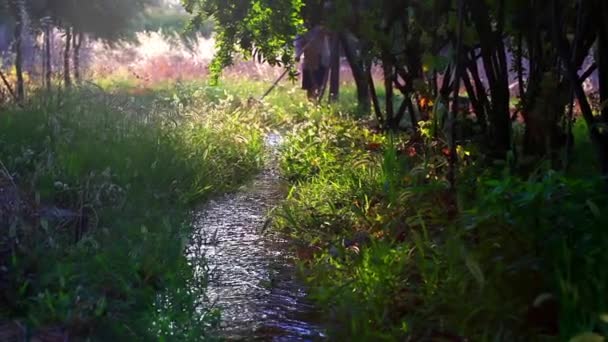 Ogrodnik działa w pobliżu potoku — Wideo stockowe