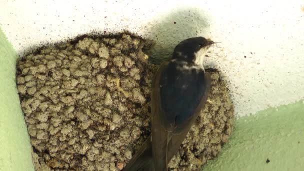 Mother Bird Feeds Baby birds — Stock Video