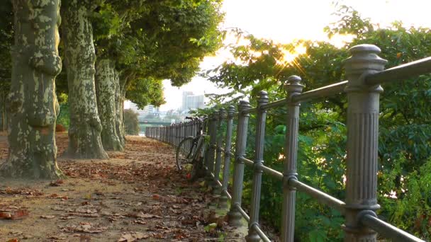 Vélo près des arbres énormes — Video