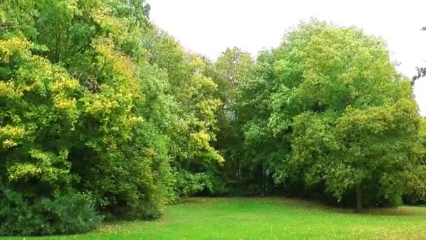 As folhas estão caindo no parque — Vídeo de Stock