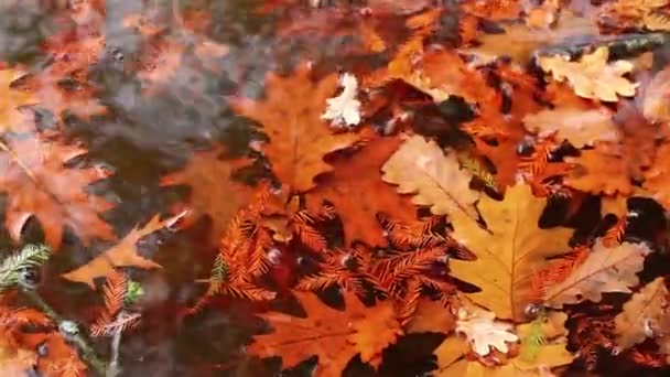 Leaves on the water — Stock Video