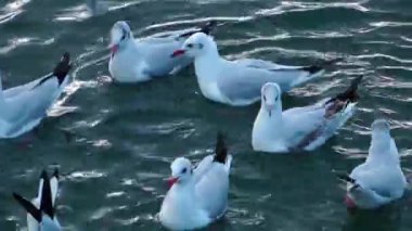 suyun üstünde martılar