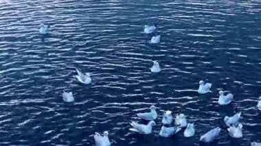 suyun üstünde martılar