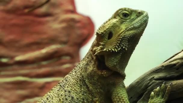 Iguana — Vídeo de Stock