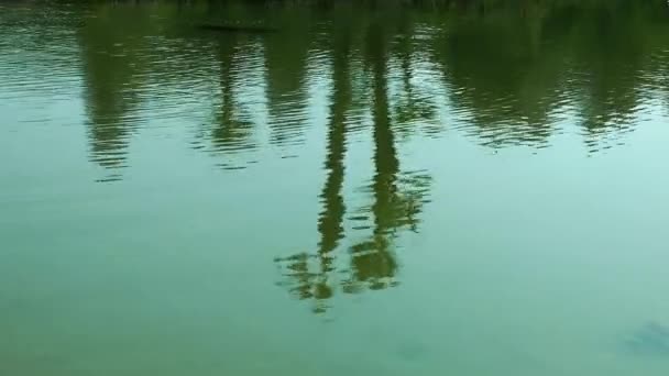 Réflexions des arbres sur le lac — Video