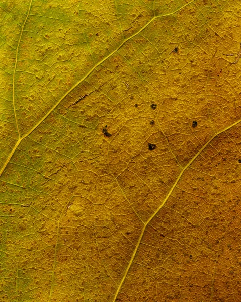 Kuivat lehdet — kuvapankkivalokuva