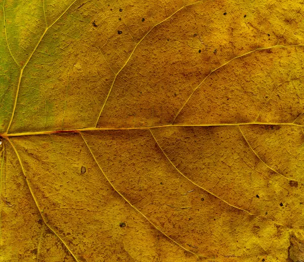 Folhas secas — Fotografia de Stock