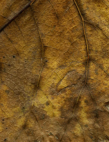 Dry Leaves — Stock Photo, Image