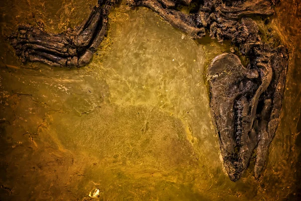 Förhistoriska fossil bakgrund — Stockfoto